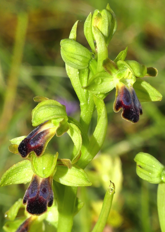 Il lago di Campotosto, orchidee, maltempo eschiarite! maggio/giugno 2023.